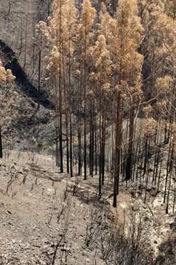 Dünya Mirası ormanlar Madeira korkunç 2016 yılında ateş tarafından yok. Bazı ağaçlar yaşamın büyük olacak ve bu felaket atlattı.