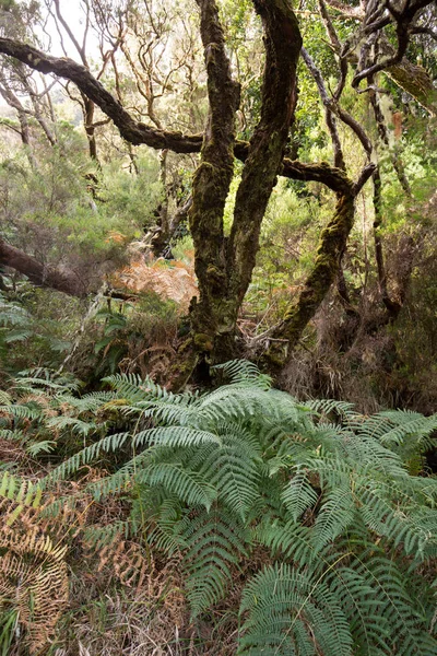 Tropical forest in the mountains on Madeira island . Portugal — Stock Photo, Image