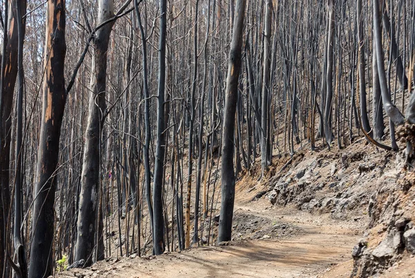 World heritage forests of Madeira terribly destroyed by fires in 2016. Some of trees have enormous will of life and survived this disaster. — Stock Photo, Image