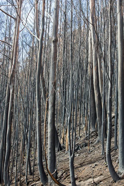 World heritage forests of Madeira terribly destroyed by fires in 2016. Some of trees have enormous will of life and survived this disaster. — Stock Photo, Image