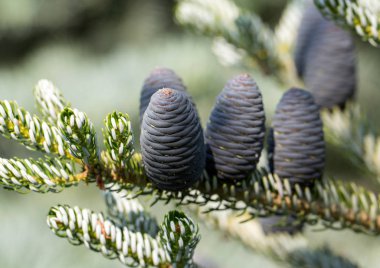 Koreli firavunun konileri - Abies koreana 
