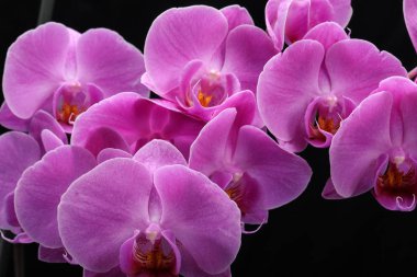 Pembe orkide çiçeği.