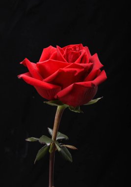 Tek bir kırmızı gül çiçeği