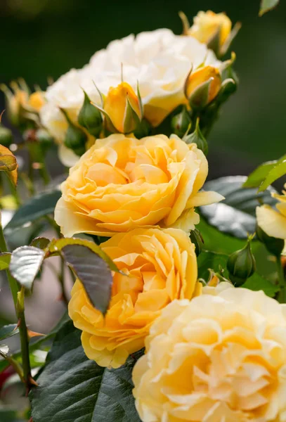 Жовта троянда на філіалі в саду — стокове фото