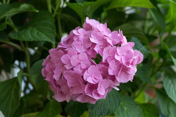 ピンク オルテンシアの花のクローズ アップ — ストック写真