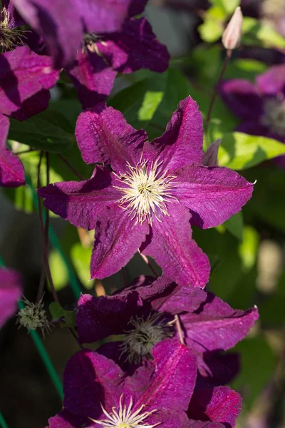 Schöne lila Blüten der Clematis im Garten — Stockfoto