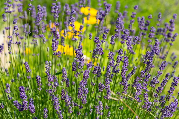 Jardim com a lavanda florescente — Fotografia de Stock