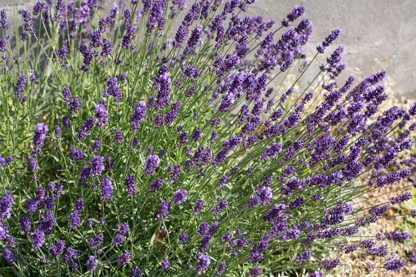 Giardino con la fiorente lavanda — Foto Stock