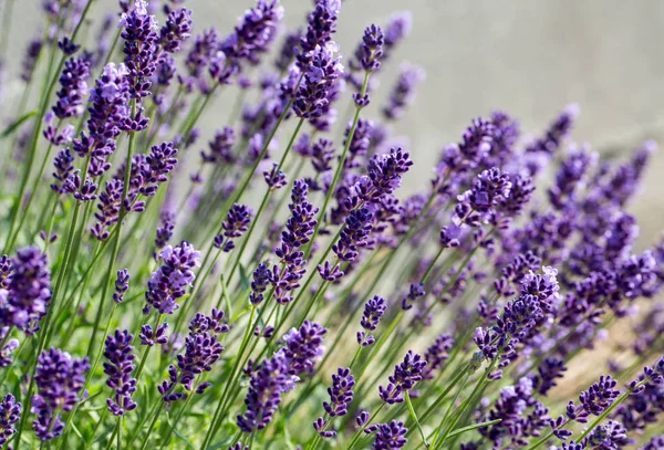 Trädgård med blomstrande lavendel — Stockfoto