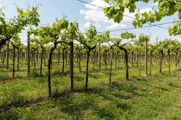 Wijngaarden in het Valpolicella gebied in Italië. — Stockfoto