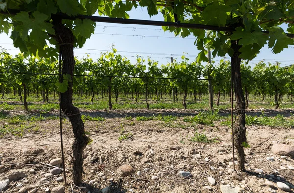 Wijngaarden in het Valpolicella gebied in Italië — Stockfoto