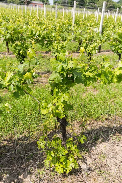 Szőlőültetvények a Valpolicella régióba, Olaszország — Stock Fotó