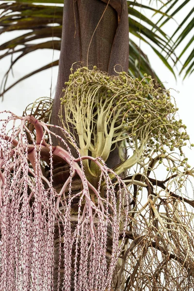 Głowę nasion palmy Bangalow — Zdjęcie stockowe
