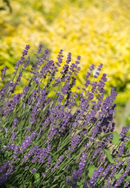 Bayındır ile lavanta Bahçe.