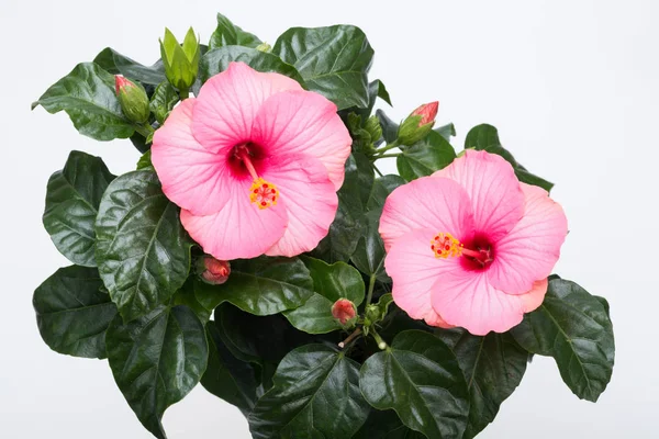 Pink hibiscus flower isolated on white background — Stock Photo, Image