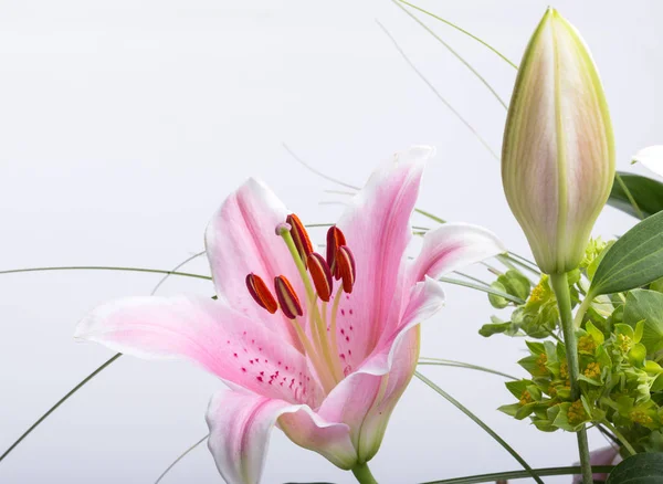 Close up of pink lily flower. — Stock Photo, Image