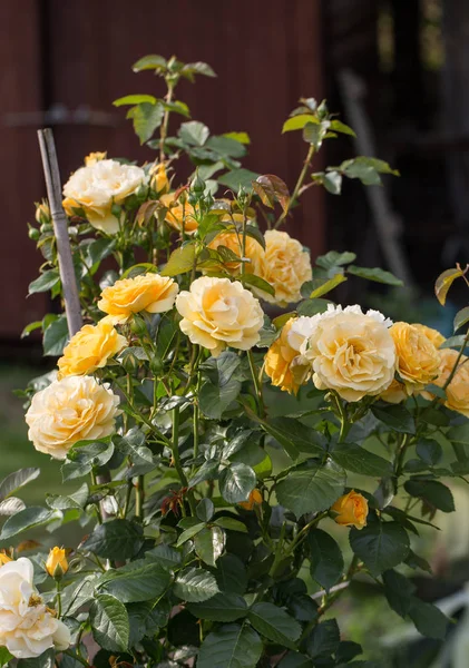 Gelbe Rose am Zweig im Garten — Stockfoto