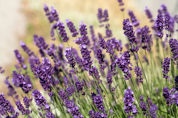 Giardino con la fiorente lavanda . — Foto Stock