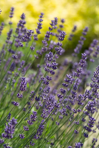 Garten mit dem blühenden Lavendel. — Stockfoto