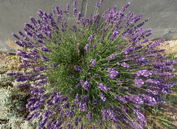 Garden with the flourishing lavender. — Stock Photo, Image