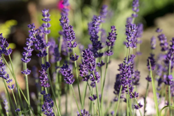 Garden with the flourishing lavender. — Stock Photo, Image