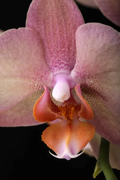 Pastel orchid flower. — Stock Photo, Image