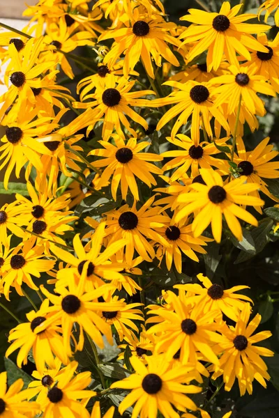 Rudbekia Yellow Daisy flowers in ornamental garden — Stock Photo, Image