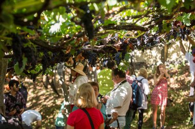 Madeira Şarap Festivali, Estreito de Camara de Lobos, Madeira 'da