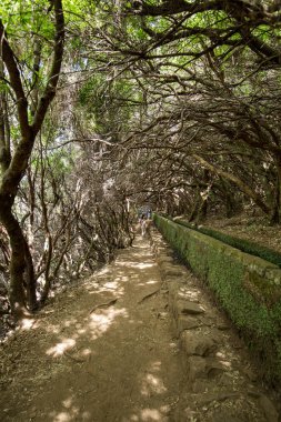 Turist levada kanal yürüyor. Madeira Adası, Portekiz.