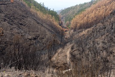 Dünya Mirası ormanlar Madeira korkunç 2016 yılında ateş tarafından yok. Bazı ağaçlar yaşamın büyük olacak ve bu felaket atlattı