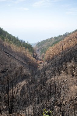 Dünya Mirası ormanlar Madeira korkunç 2016 yılında ateş tarafından yok. Bazı ağaçlar yaşamın büyük olacak ve bu felaket atlattı