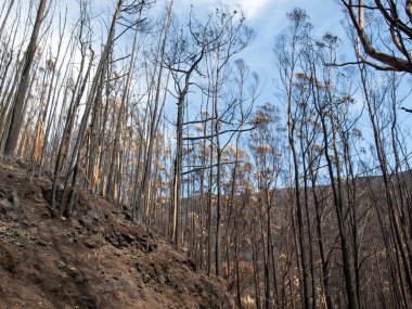 Dünya Mirası ormanlar Madeira korkunç 2016 yılında ateş tarafından yok. Bazı ağaçlar yaşamın büyük olacak ve bu felaket atlattı.