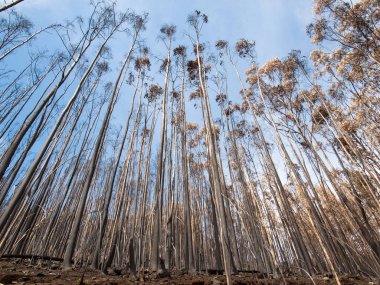 Dünya Mirası ormanlar Madeira korkunç 2016 yılında ateş tarafından yok. Bazı ağaçlar yaşamın büyük olacak ve bu felaket atlattı.