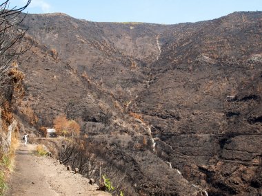 Dünya Mirası ormanlar Madeira korkunç 2016 yılında ateş tarafından yok. Bazı ağaçlar yaşamın büyük olacak ve bu felaket atlattı.