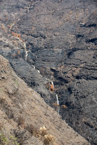 Foreste patrimonio dell'umanità di Madeira terribilmente distrutte dagli incendi nel 2016. Alcuni alberi hanno un'enorme volontà di vita e sono sopravvissuti a questo disastro . — Foto Stock