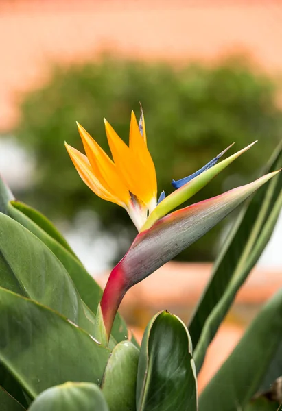 Tropische bloem strelitzia of paradijsvogel bloem in Funchal op het eiland Madeira — Stockfoto