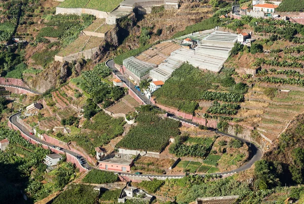 View over the vineyards of the Madeira Wine Company, Estreito de Camara de Lobos, Madeira — Stock Photo, Image