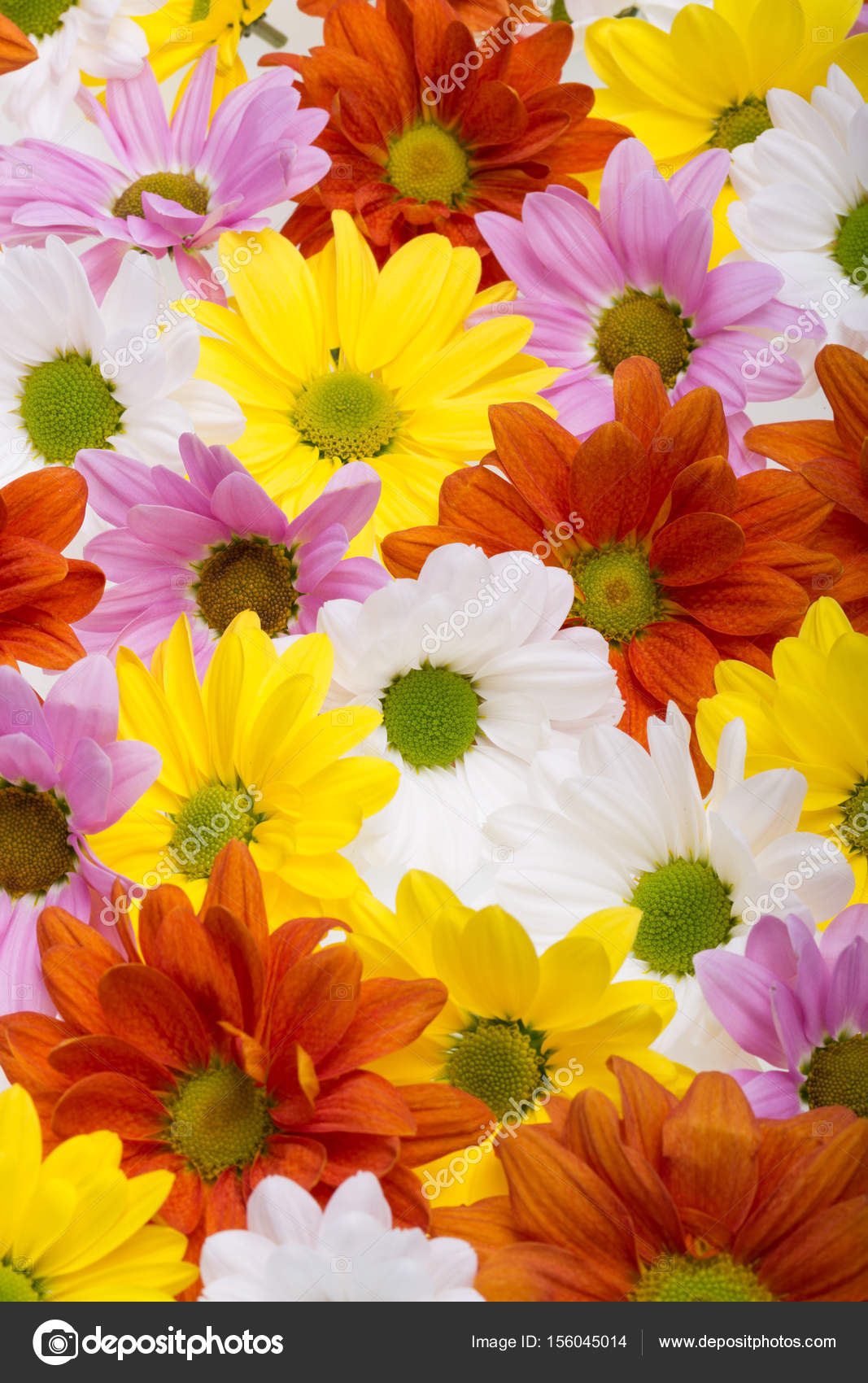 カラフルな菊の花の背景画像 ストック写真 C Wjarek カラフルな菊の花の背景画像 ストック写真 C Wjarek