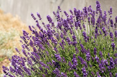 Bayındır ile lavanta Bahçe 