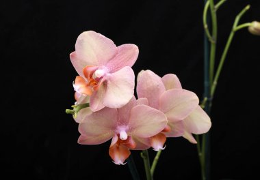 Siyah arka plan üzerine izole pastel orkide çiçek.