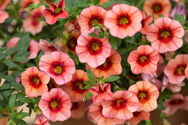 Flores de petúnias vermelhas em jardim . — Fotografia de Stock