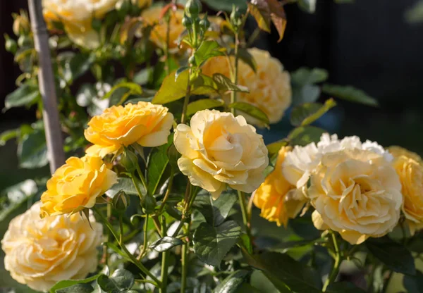 Gelbe Rose am Zweig im Garten. — Stockfoto