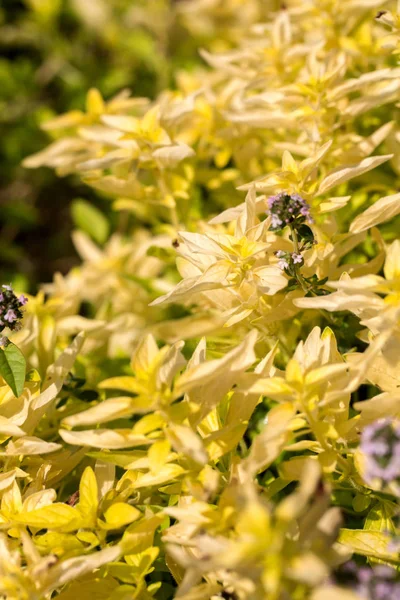 Garten mit dem Oregano (Origanum vulgare) ). — Stockfoto