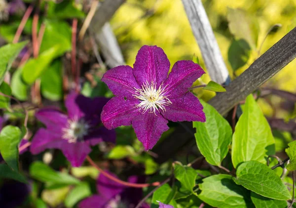 Schöne lila Blüten der Clematis im Garten — Stockfoto