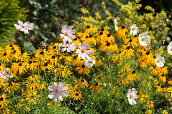 Rudbekia Yellow Daisy flowers in ornamental garden. — Stock Photo, Image