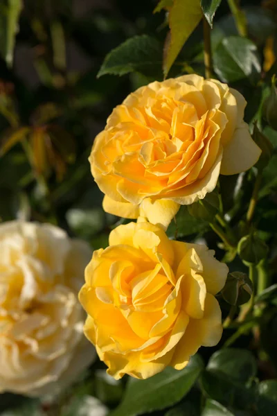 Gelbe Rose am Zweig im Garten — Stockfoto