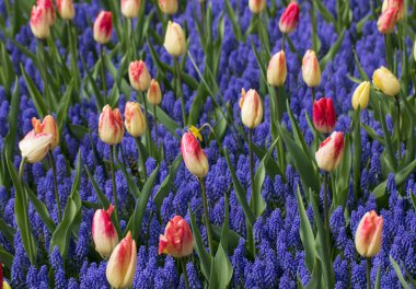 bir bahçede çiçek açan Lale çiçek.