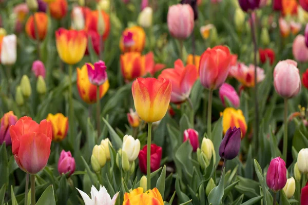 Fiori di tulipani che fioriscono in un giardino . — Foto Stock