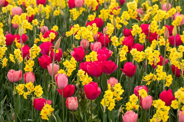 Fiori di tulipani che fioriscono in un giardino . — Foto Stock