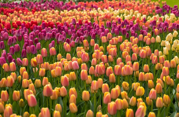 Tulipány květy kvetoucí v zahradě. — Stock fotografie